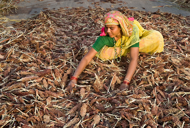 Drying Sorghum Panicles, ICRISAT