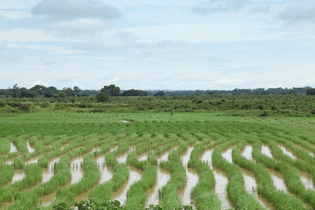 Rice field in Niger county
