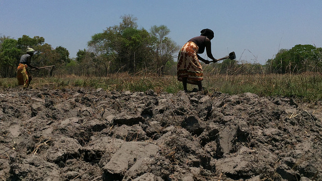 Women hoeing in Mozambique