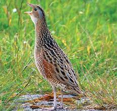 This image has an empty alt attribute; its file name is corncrake.jpg