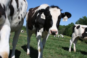 Photo of dairy cow grazing