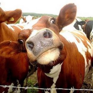 cow