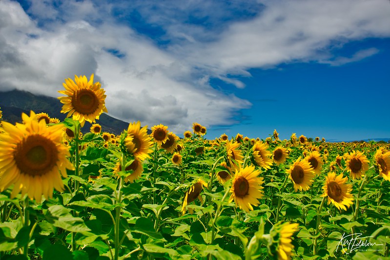 A photograph depicting a field of sunflowers with a mountain in the background and a bright blue sky with clouds.
