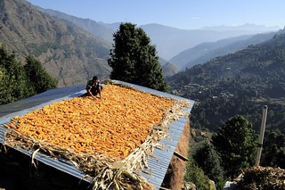 An image of a maize farmer on a roof in Himachal Pradesh, India