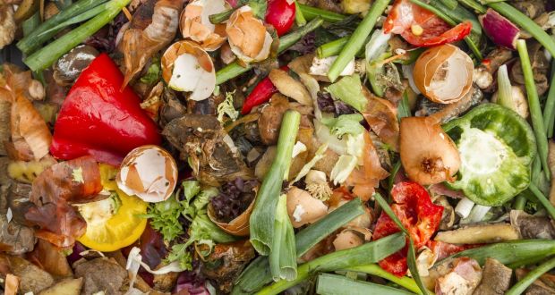 An image of decomposing food waste