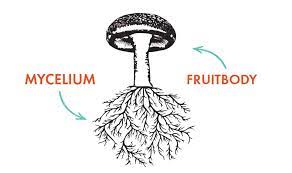 Mushroom mycelium as a promising future source of protein - WUR