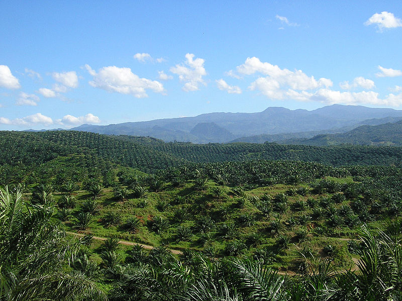Challenges and opportunities for zero deforestation commodities