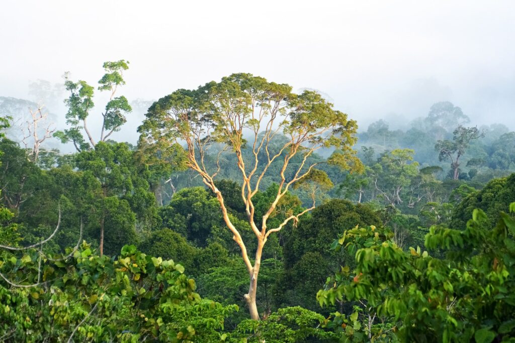 Why governments seem to not see the wood for the trees when it comes to addressing deforestation – Insights from COP26 in Glasgow