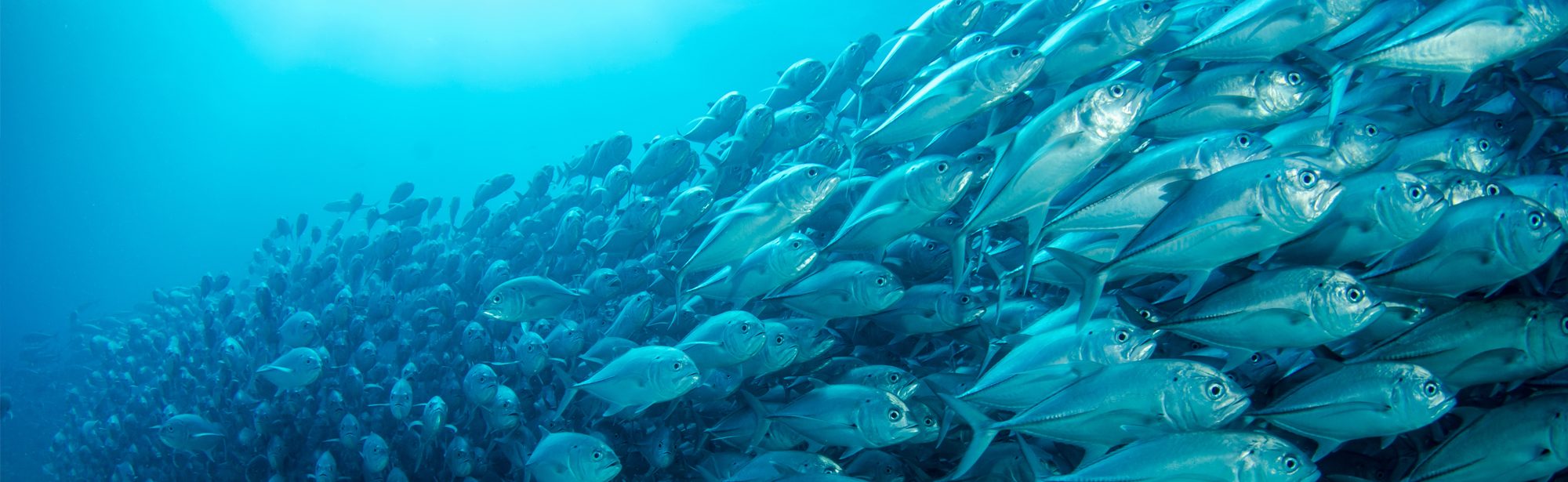 Malaysia Aquaculture