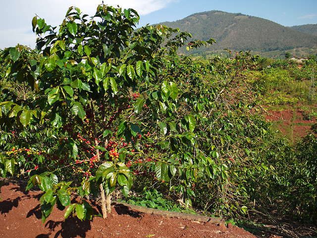 Climate change adaptation in West Africa needs to be driven by investments in agriculture