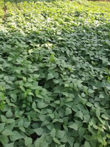 picture of Common beans in farmer's field