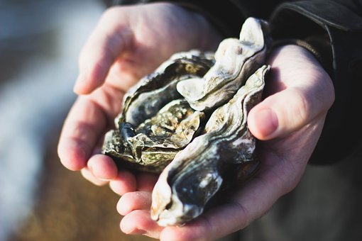 On the menu, oyster shells and circular economy