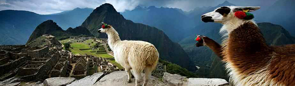 Photo of Lamas in Macchu Picchu