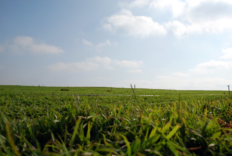 Agricultural croplands