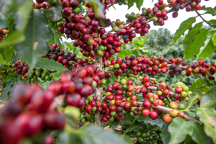 Will Coffee Production in Vietnam be Roasted by Climate Change?