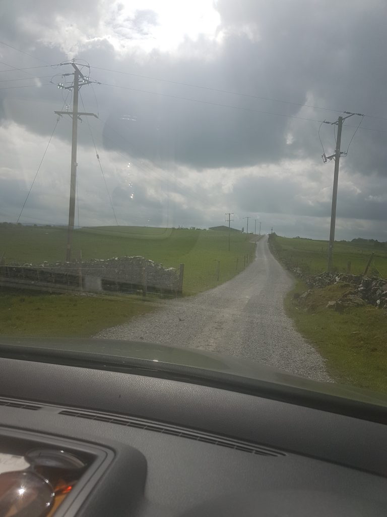 Cows Cows and More Cows