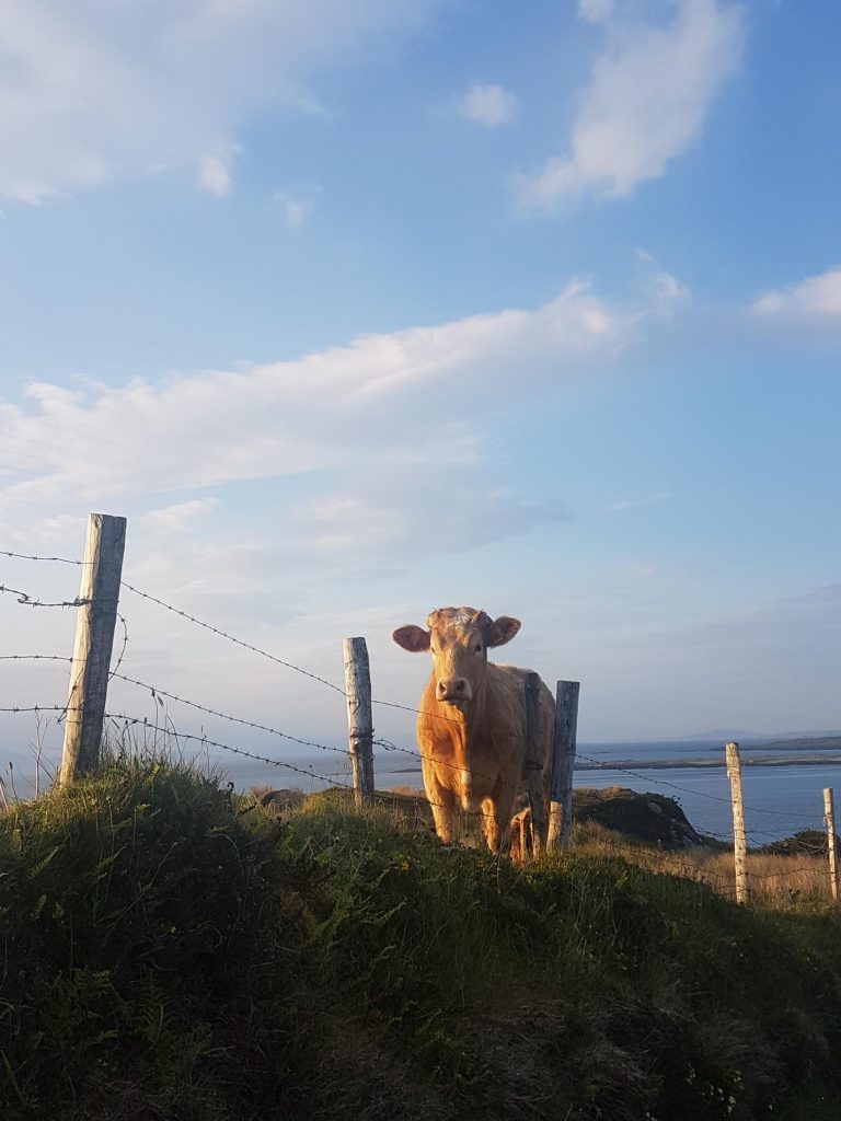 Sun and Heat in Ireland?