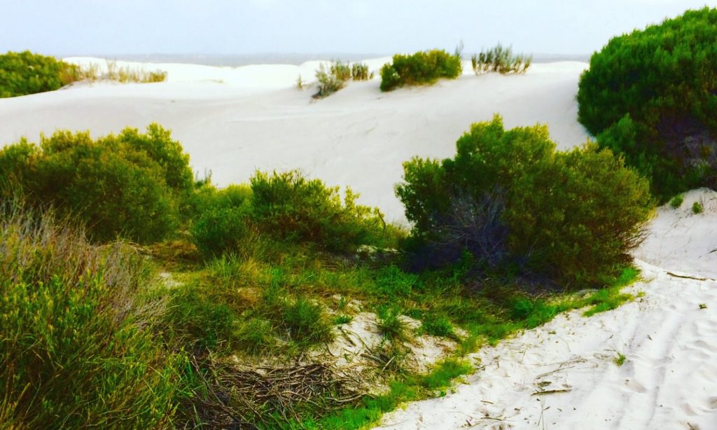 Is the Western Cape province exempted from planting more trees