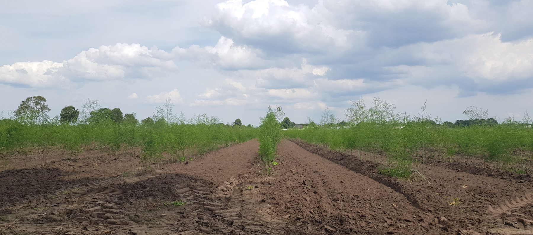 Part of Plant Ag Biosciences Center